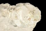 Unprepared Oreodont (Leptauchenia) Skull - South Dakota #192525-5